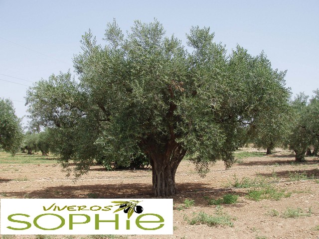 Variedad de olivo GORDAL DE HELLÍN
